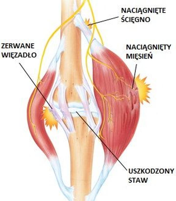 Regeneracja mięśni po treningu