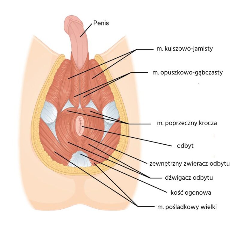 Odkryj moc mięśni kegla: Jak wprowadzić je do swojej codziennej rutyny?
