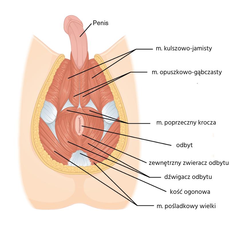 Odkryj moc mięśni kegla: Jak wprowadzić je do swojej codziennej rutyny?