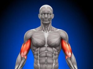 Optymalna liczba ćwiczeń na biceps – ile wybrać na jednym treningu?