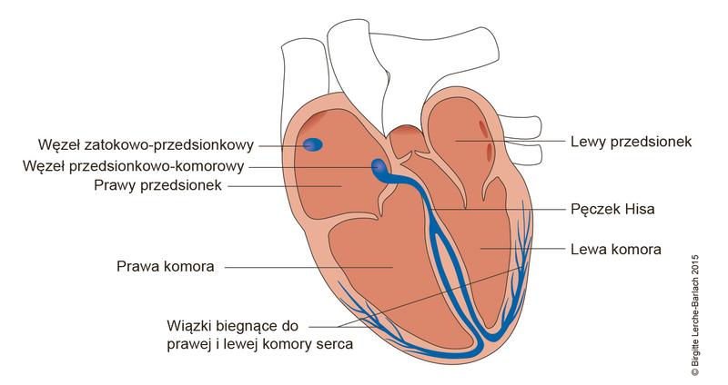 Skurcze mięśnia sercowego – jak rozpoznać objawy i nie bagatelizować ich znaczenia?
