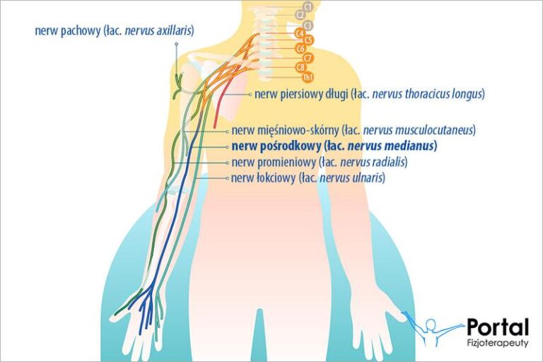 Skuteczne sposoby na wzmocnienie nerwu pośrodkowego w codziennych ćwiczeniach