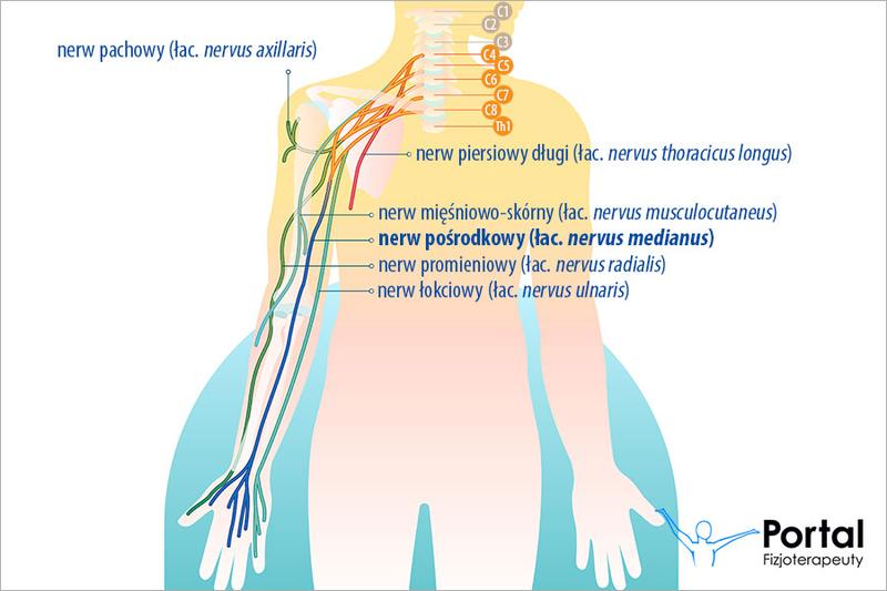 Skuteczne sposoby na wzmocnienie nerwu pośrodkowego w codziennych ćwiczeniach