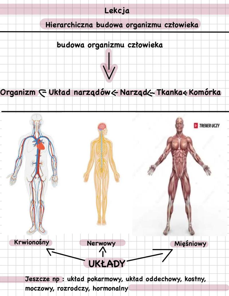 Procent mięśni w ciele człowieka