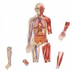 Ile procent mięśni ma człowiek? Odkryj tajemnice naszej budowy ciała