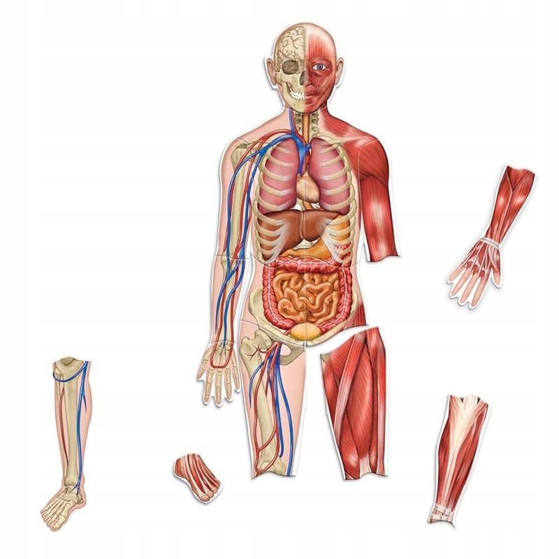 Ile procent mięśni ma człowiek? Odkryj tajemnice naszej budowy ciała