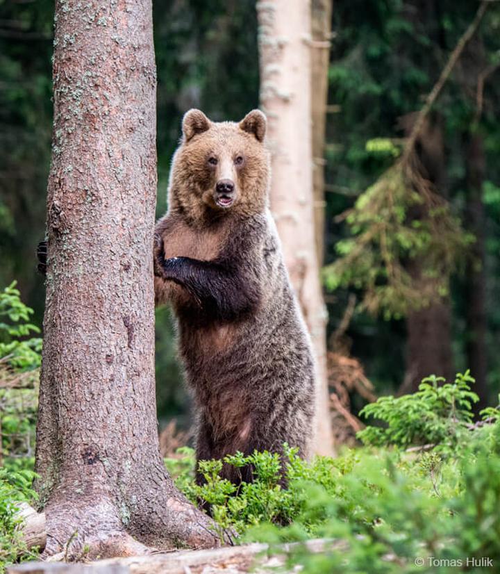 Anatomia biegu niedźwiedzia