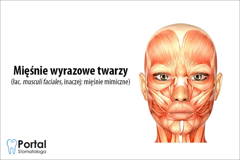 Hipertrofia mięśni a białko