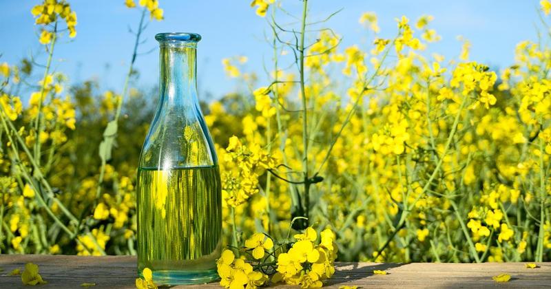 Objawy zepsucia oleju rzepakowego