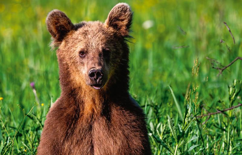 Prędkość biegu niedźwiedzia