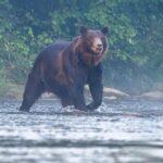 Sekrety leśnego olbrzyma: z jaką prędkością biega niedźwiedź?