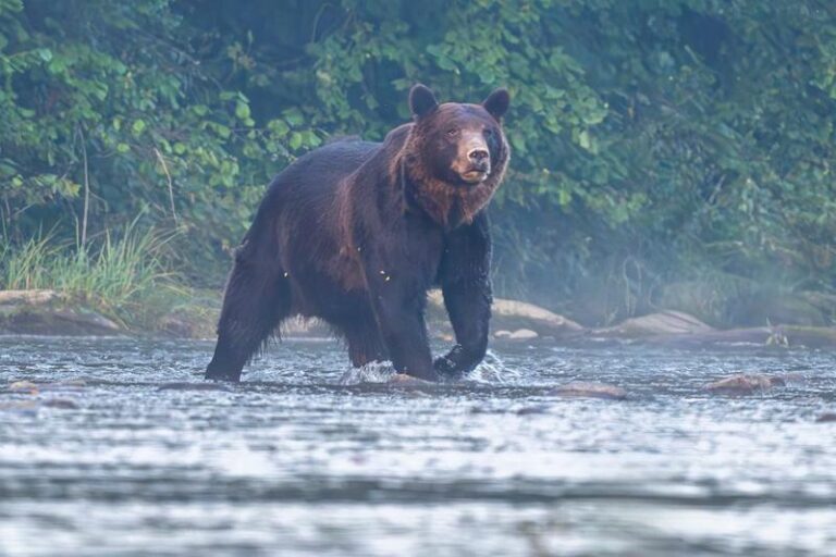 Sekrety leśnego olbrzyma: z jaką prędkością biega niedźwiedź?