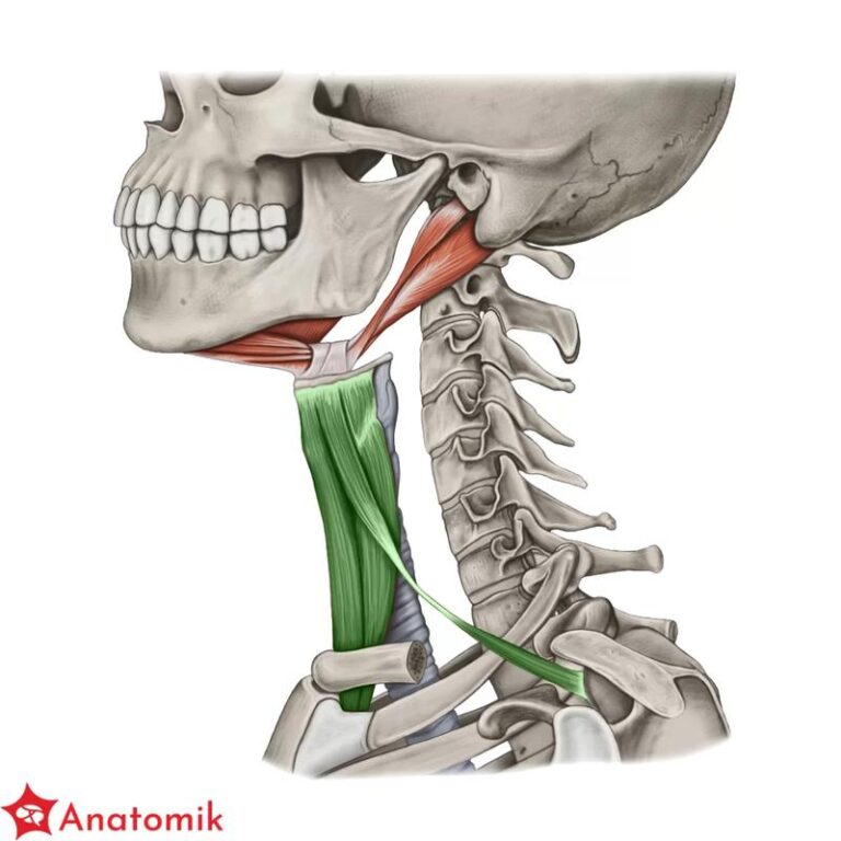 Zrozum, jak rosną mięśnie po treningu: kluczowe zasady i procesy biologiczne