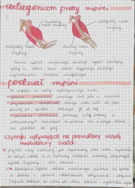 Antagonizm pracy mięśni