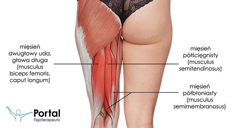 Mięsień dwugłowy uda