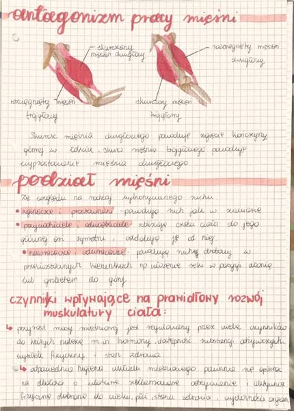 Mięśnie antagonistyczne w treningu