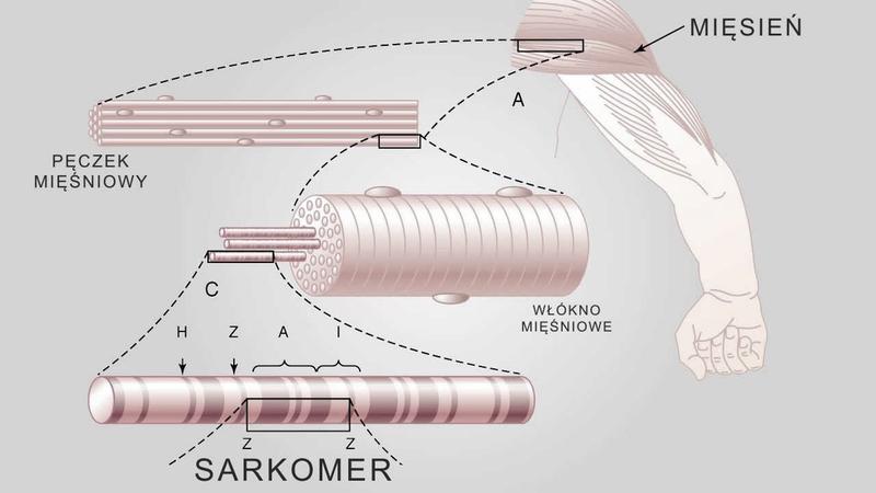 Skurcz mięśni kręgosłupa