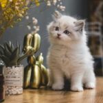 Odkryj sekrety: jak ćwiczyć wokal, by brzmieć jak profesjonalista