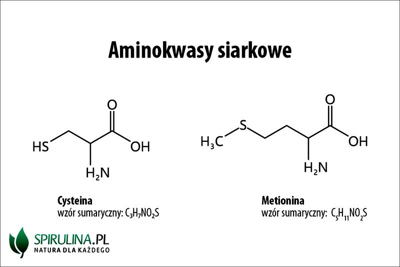 Aminokwasy w treningu