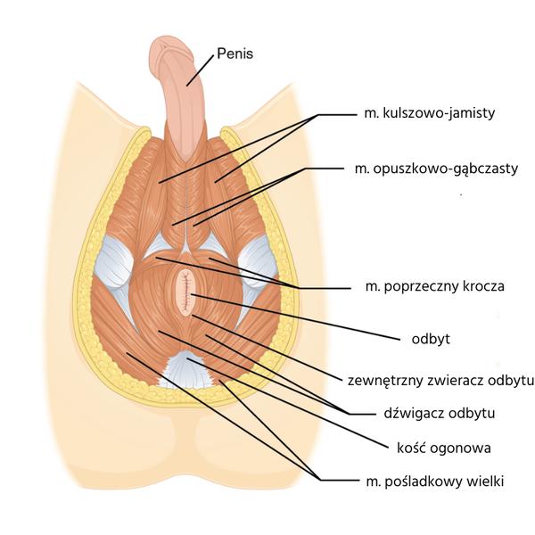 Ćwiczenia mięśni Kegla