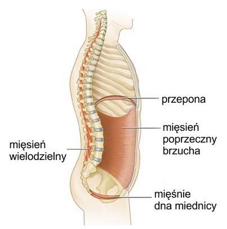Mięśnie core