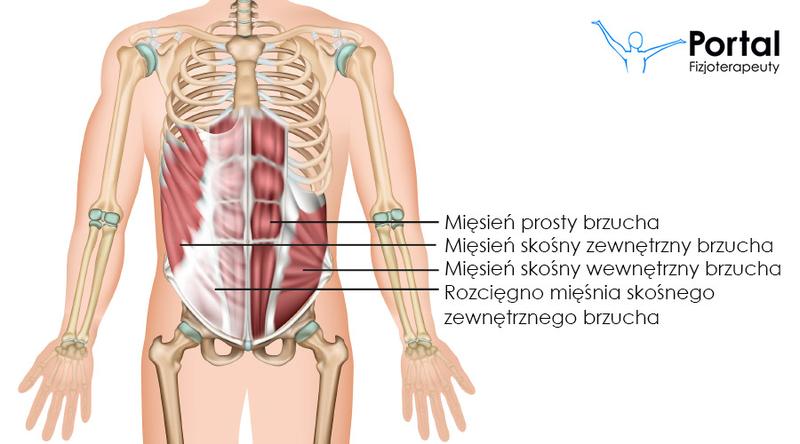 Regeneracja mięśni
