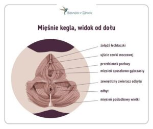 Jak skutecznie ćwiczyć mięśnie Kegla u mężczyzn dla lepszej kondycji intymnej