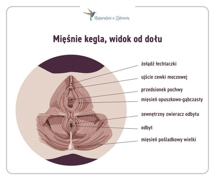 Jak skutecznie ćwiczyć mięśnie Kegla u mężczyzn dla lepszej kondycji intymnej
