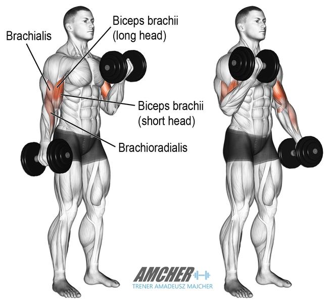 Trening bicepsów z hantlami