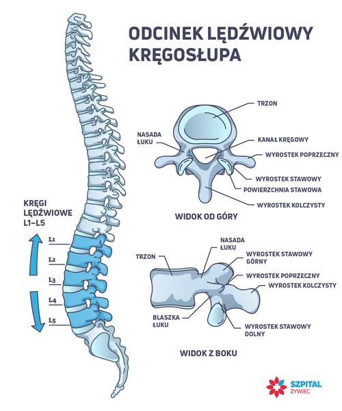 Zdrowy kręgosłup lędźwiowy