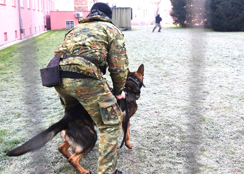 Jak zrealizować marzenie o pracy jako trener psów przewodników?