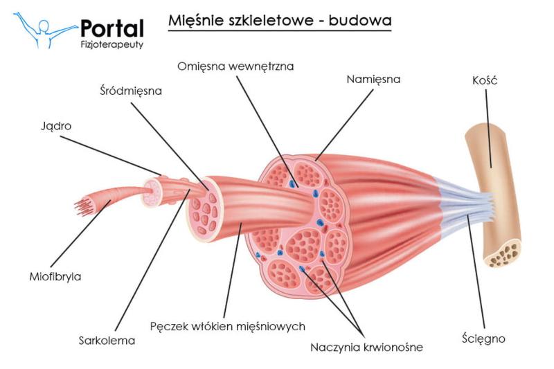 Mięśnie pod kontrolą woli
