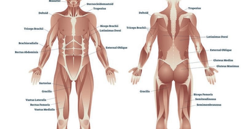 Jakie mięśnie pracują pod kontrolą naszej woli?